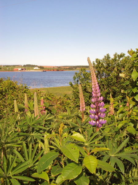 s-lupins-and-darnley-wharf